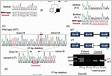 Two novel heterozygous variants in ATP1A3 cause movement